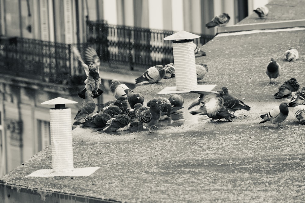 a flock of birds sitting on top of a roof