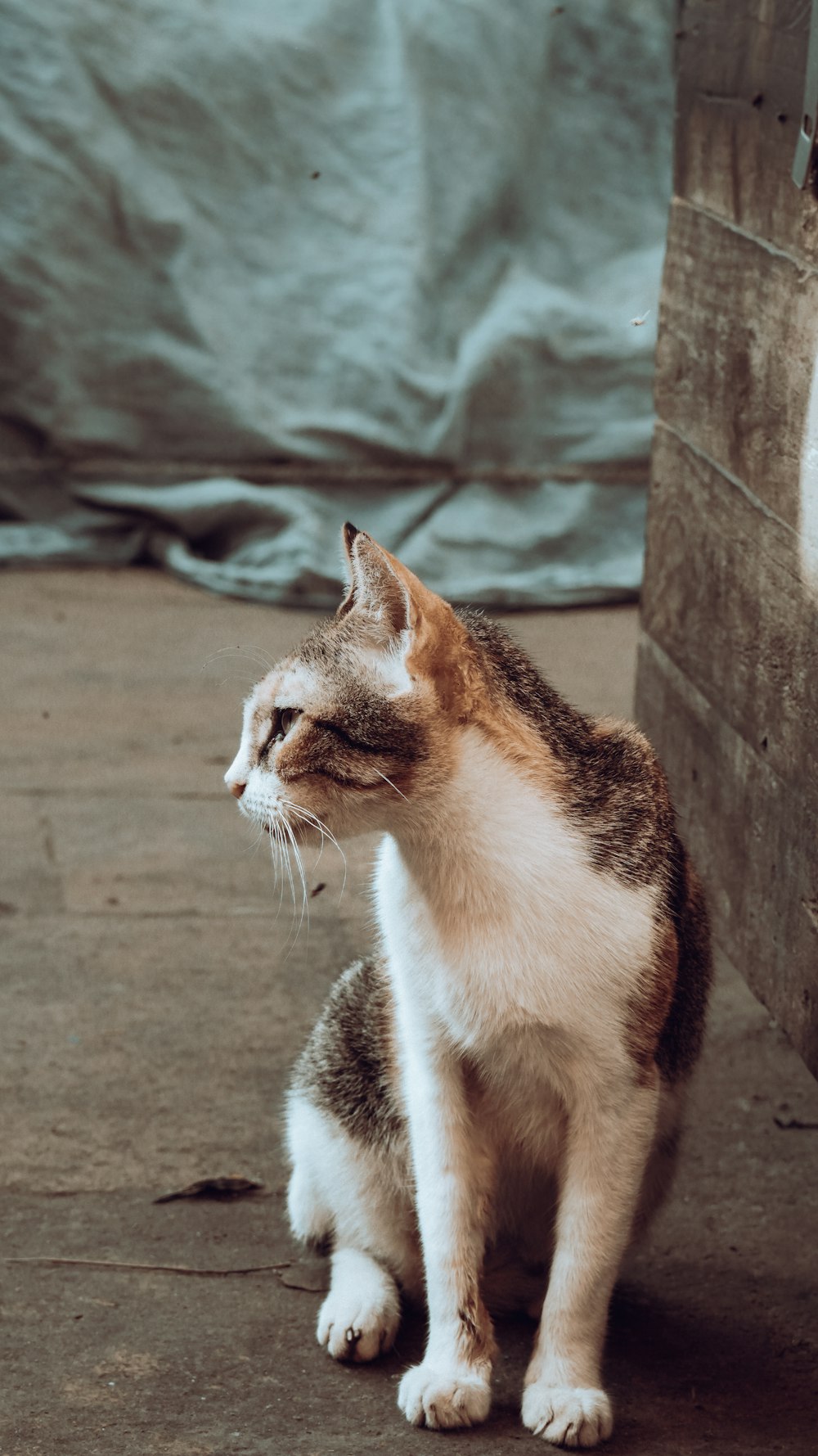 a cat sitting on the ground next to a wall