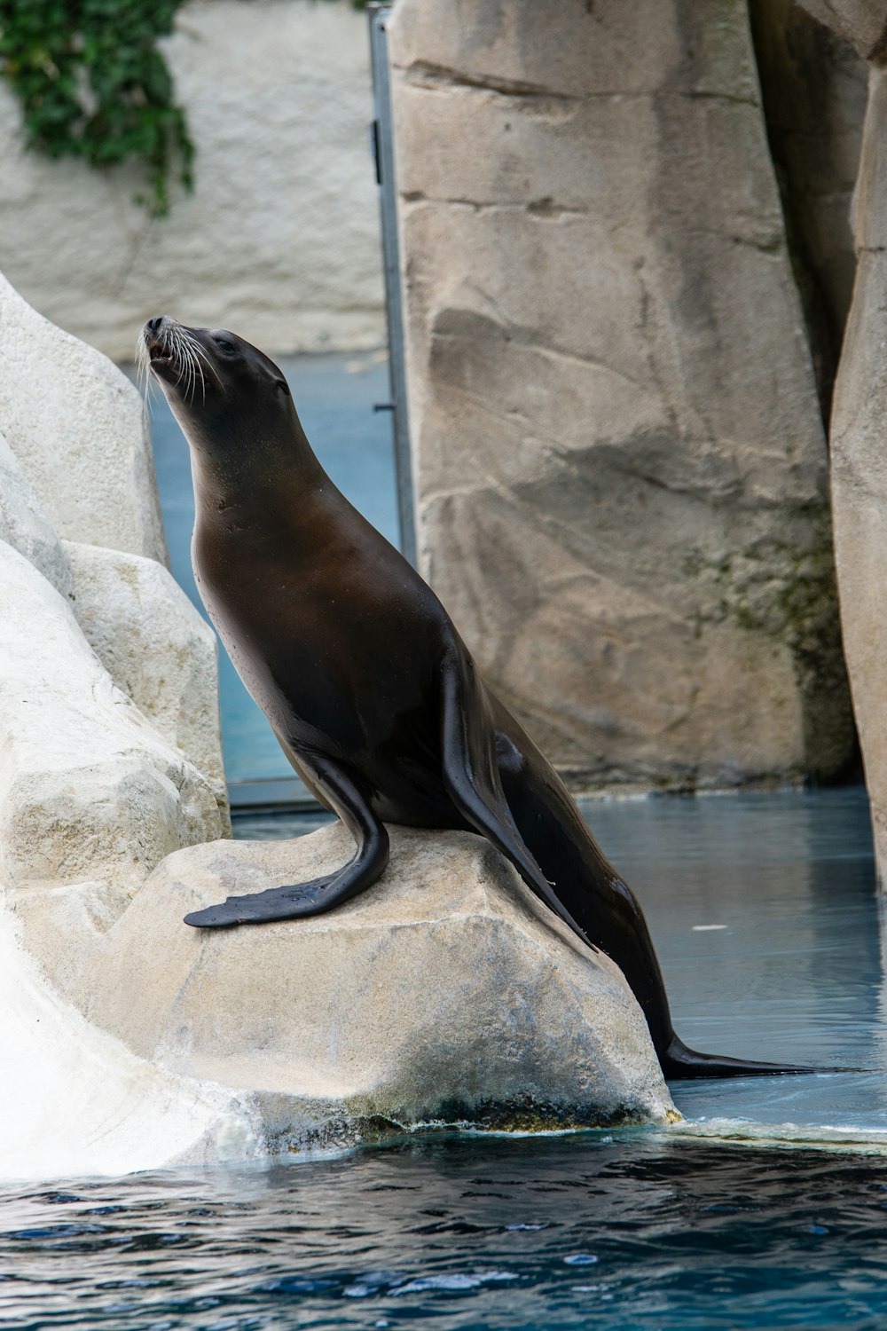 una foca seduta in cima a una roccia vicino a uno specchio d'acqua