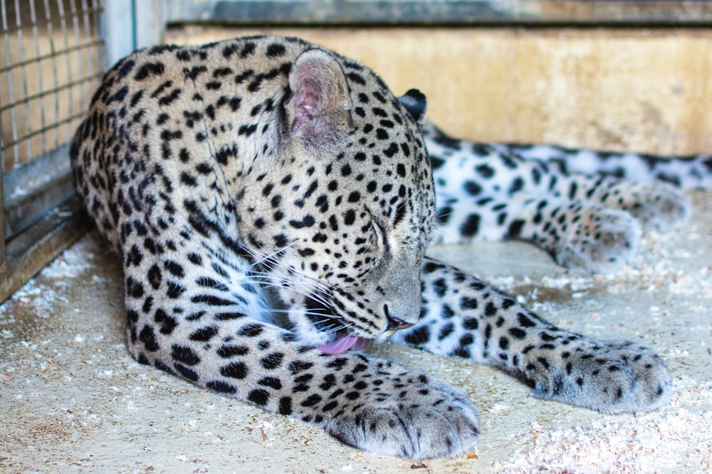 un gran leopardo blanco y negro tendido en el suelo