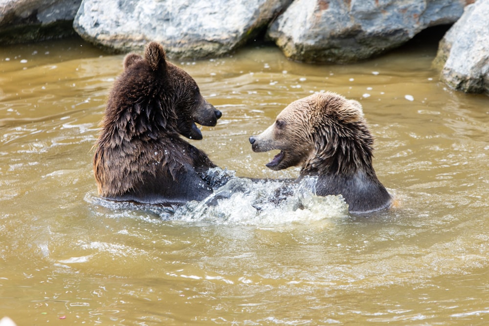 two brown bears playing in a body of water