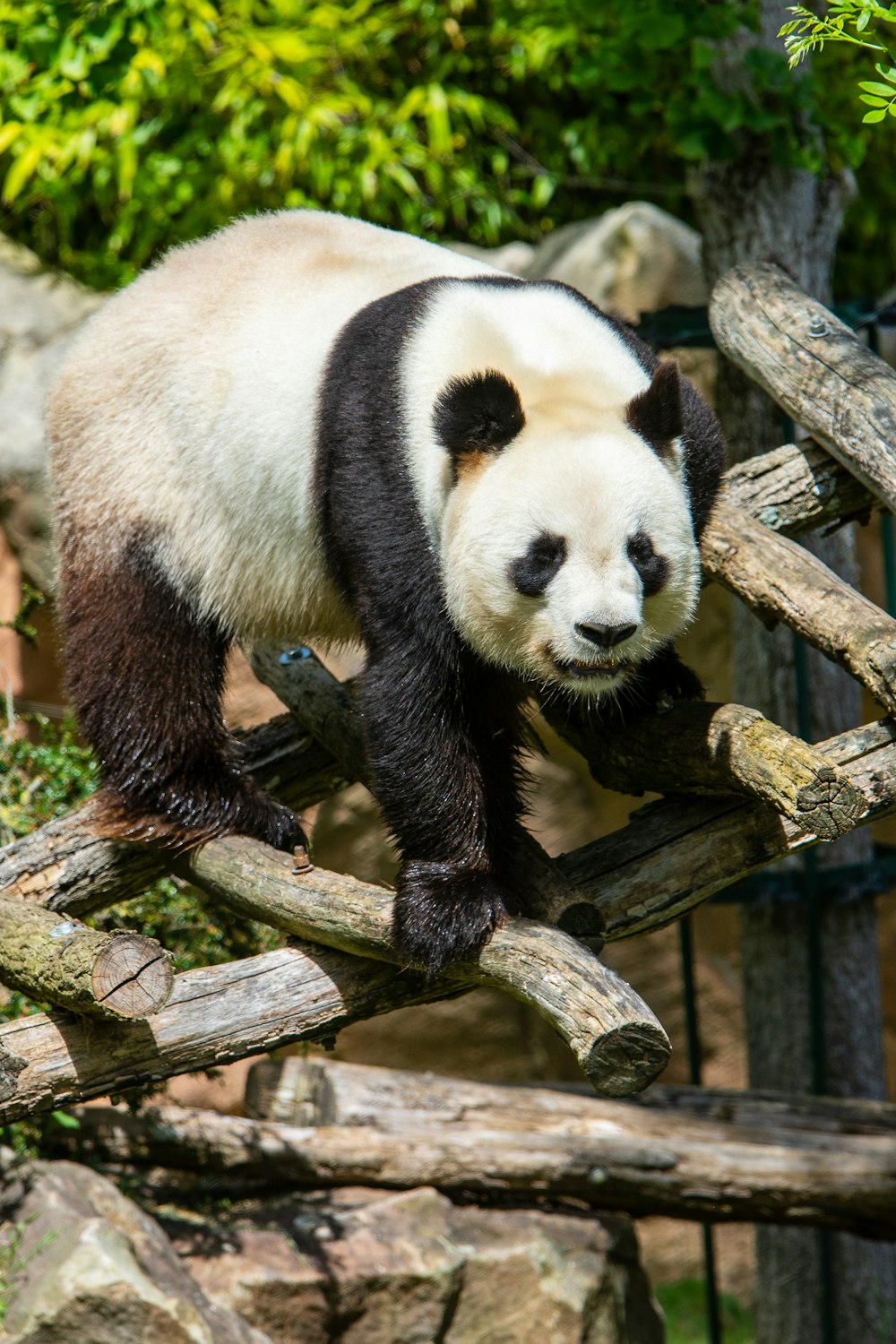 a panda bear walking across a wooden bridge