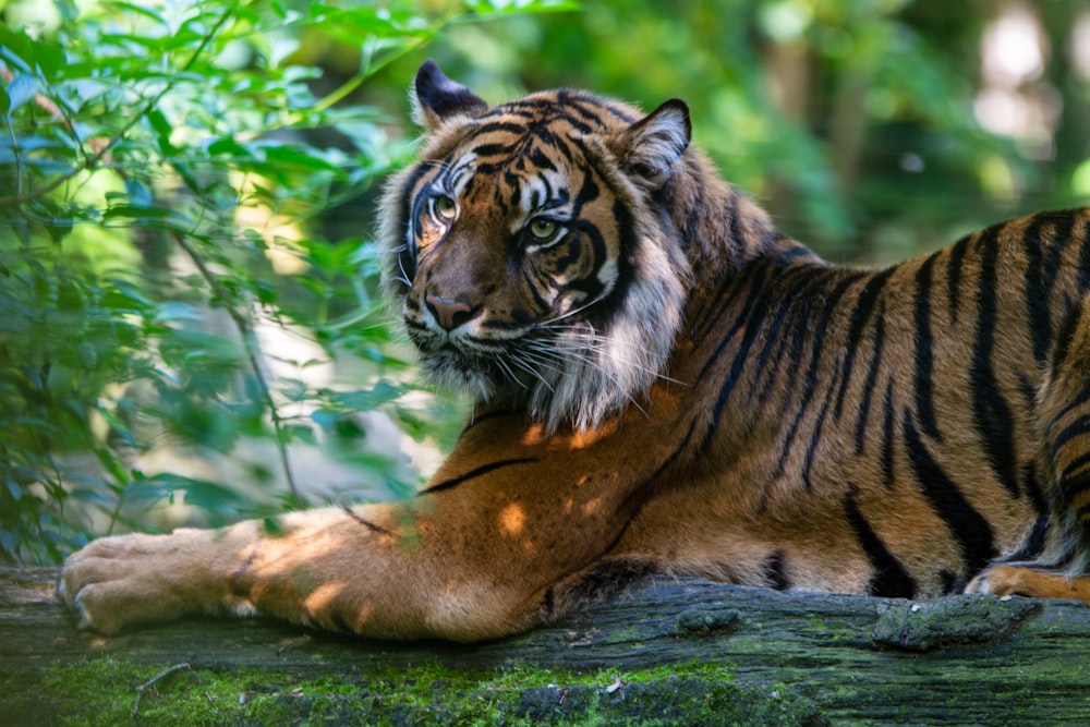 a tiger laying on a log in the woods