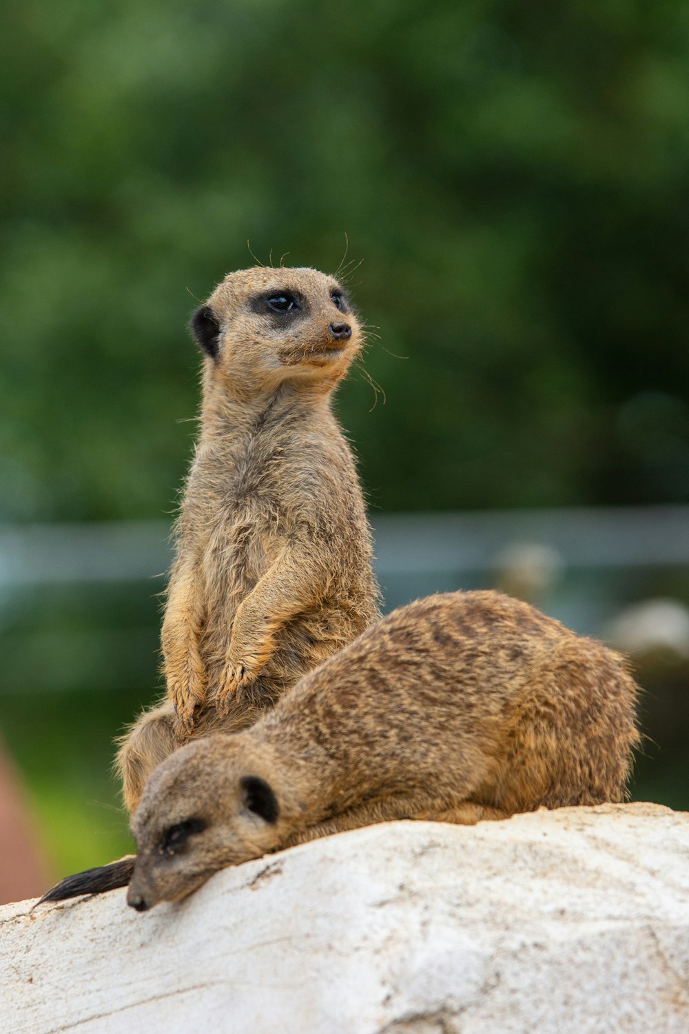 two meerkats sitting on top of a rock