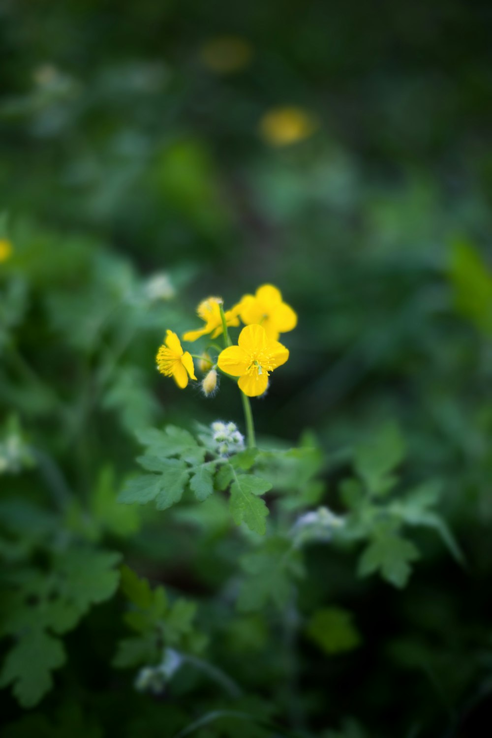 small yellow flowers growing in the middle of a forest