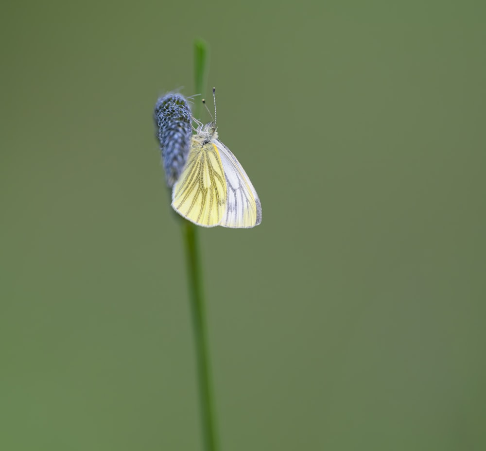 a blue and yellow butterfly sitting on a green plant