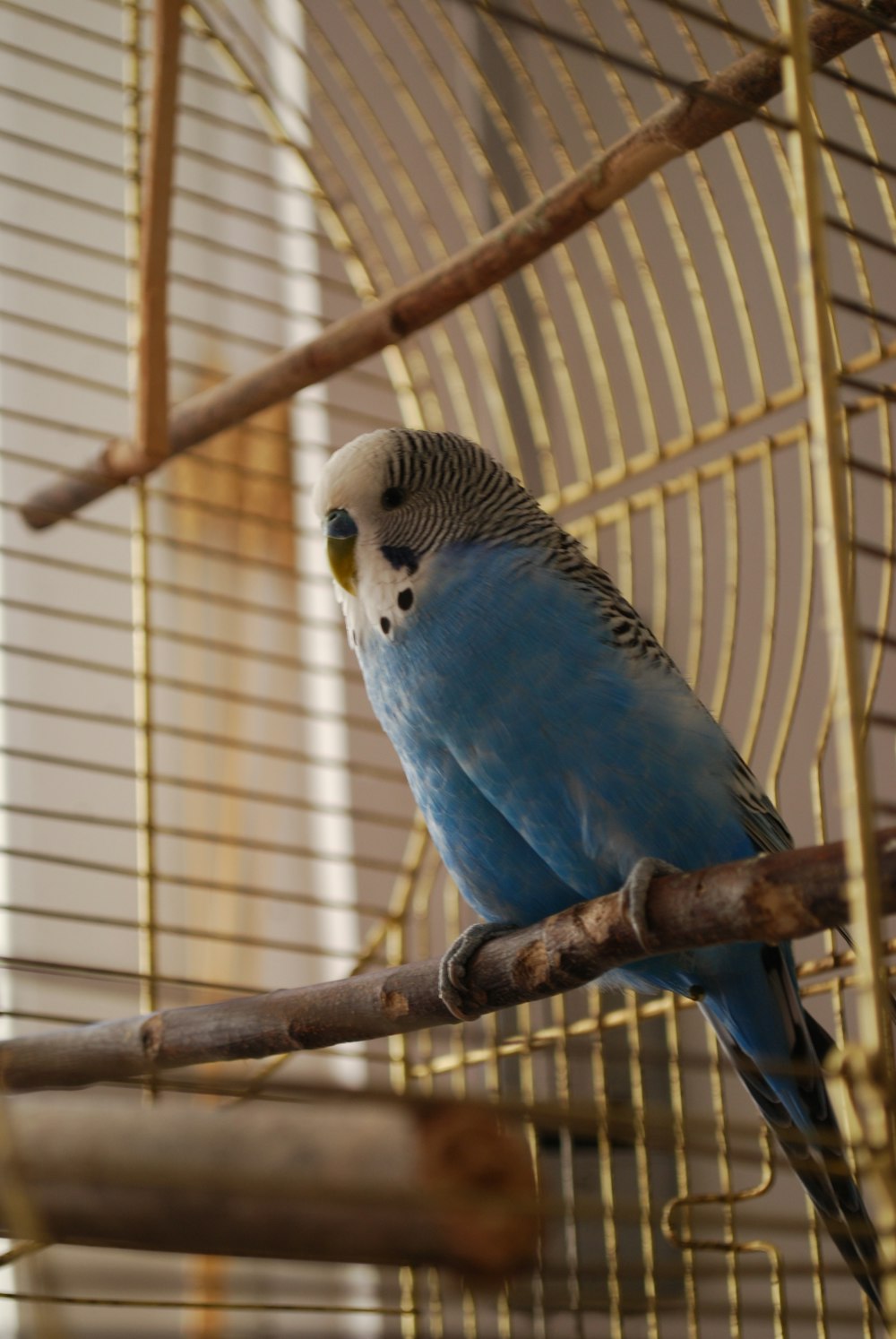 a blue parakeet sitting on a branch in a cage