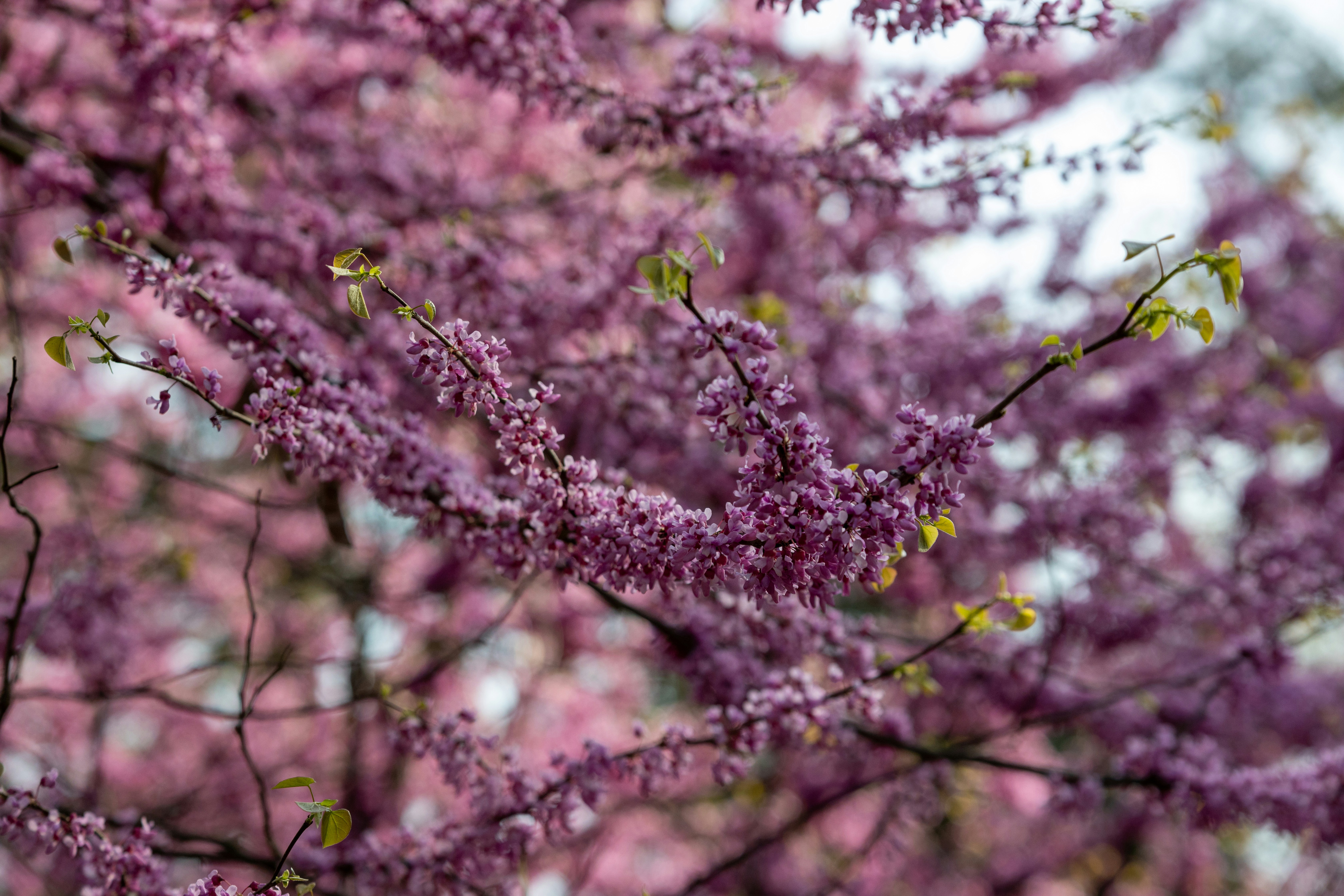 Photo by samarthkuls