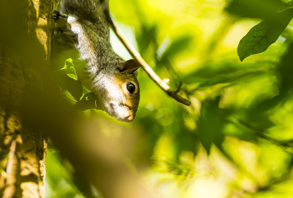 a squirrel peeking out of the leaves of a tree