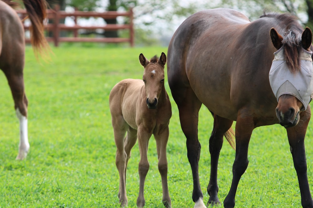 a baby horse standing next to an adult horse on a lush green field