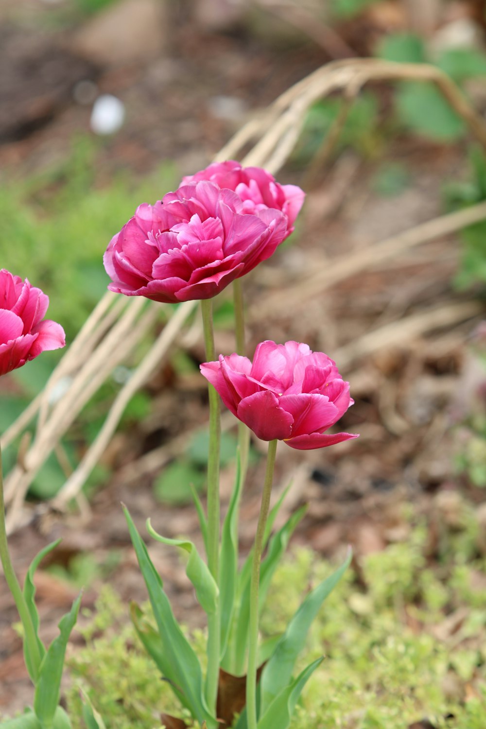 a couple of pink flowers sitting in the grass