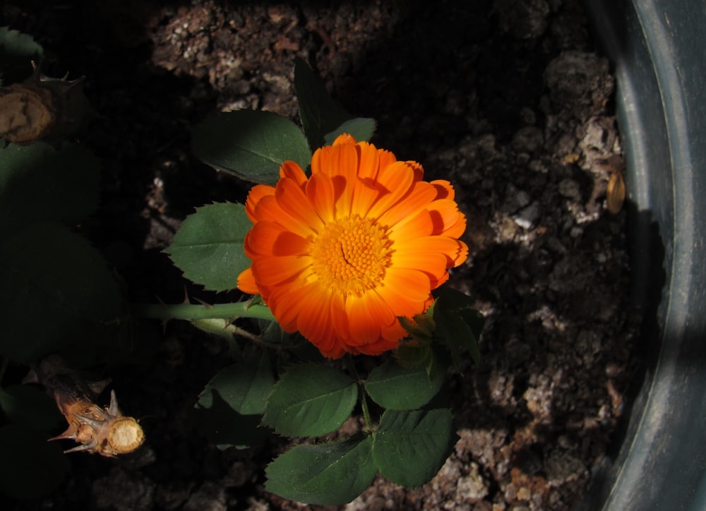 an orange flower is growing in a pot