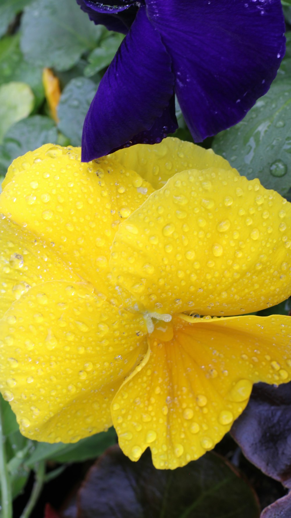 a close up of a flower with water droplets on it