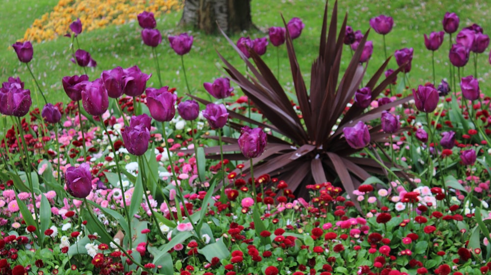 a garden filled with lots of purple and red flowers