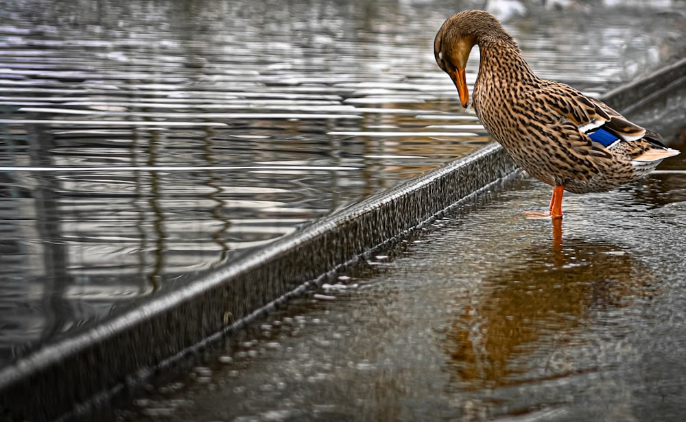 a duck is standing on a ledge in the water
