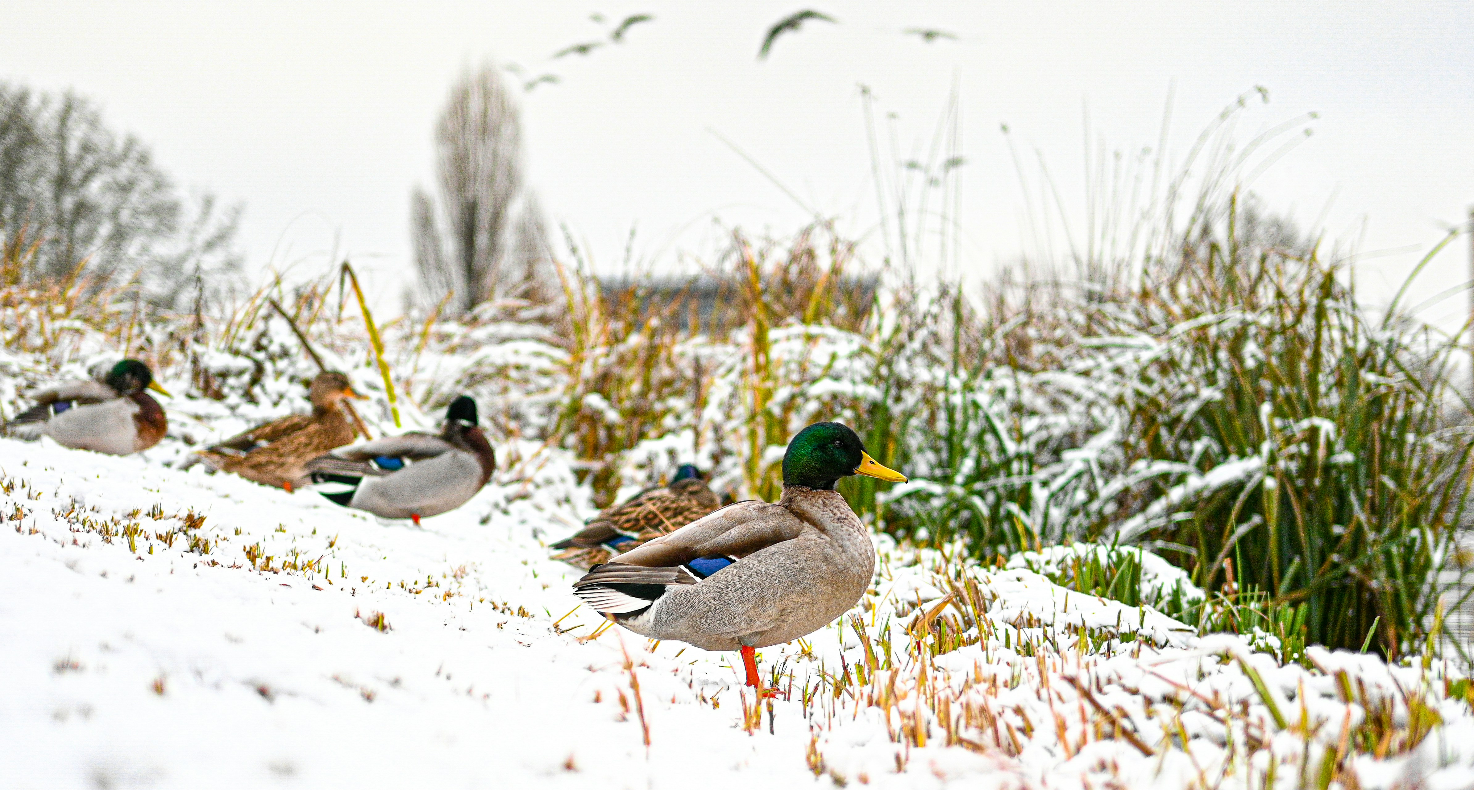 a flock of ducks standing on top of a snow covered field