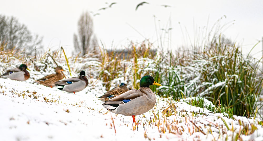 a flock of ducks standing on top of a snow covered field