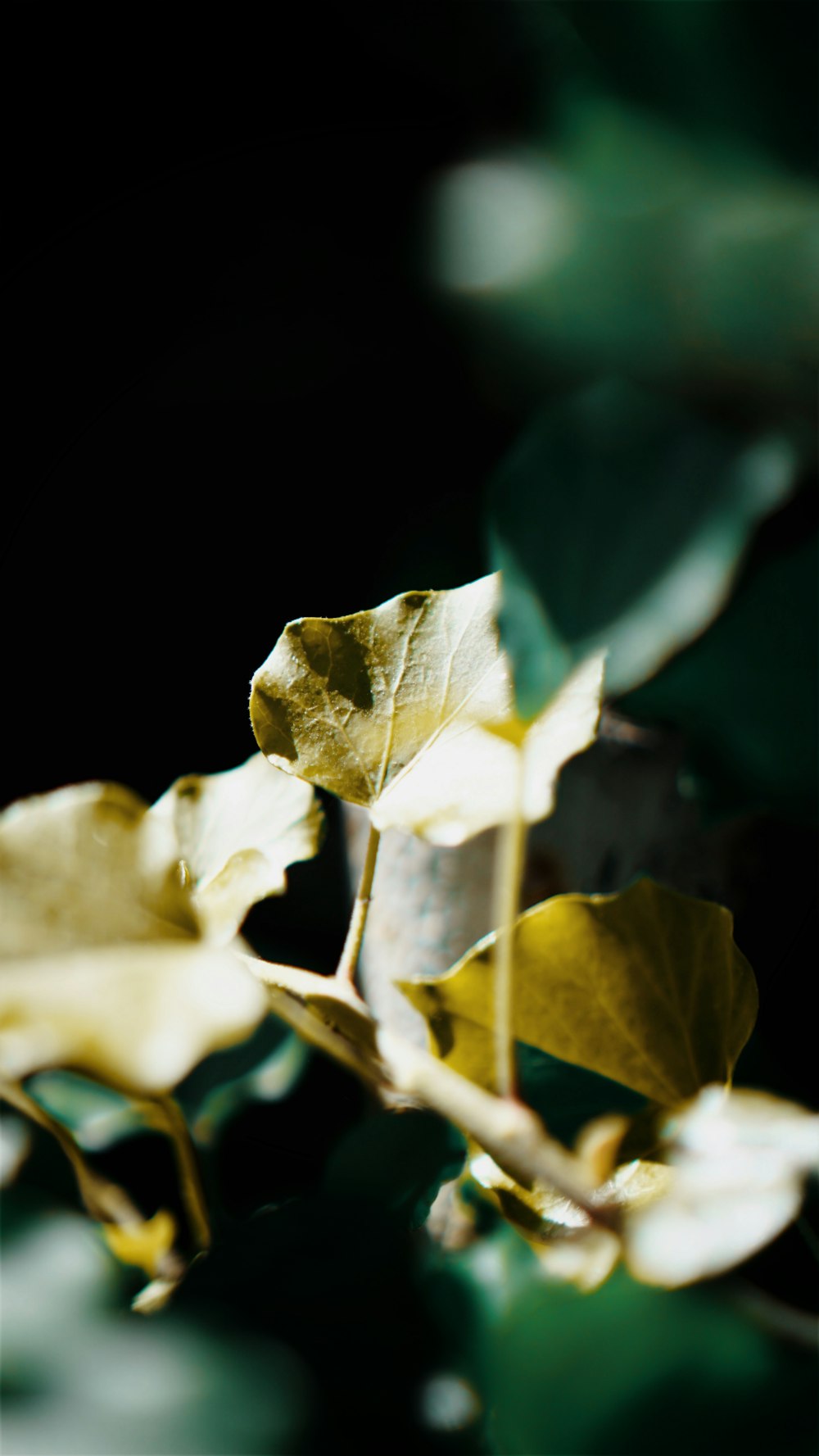 un primer plano de una hoja en un árbol