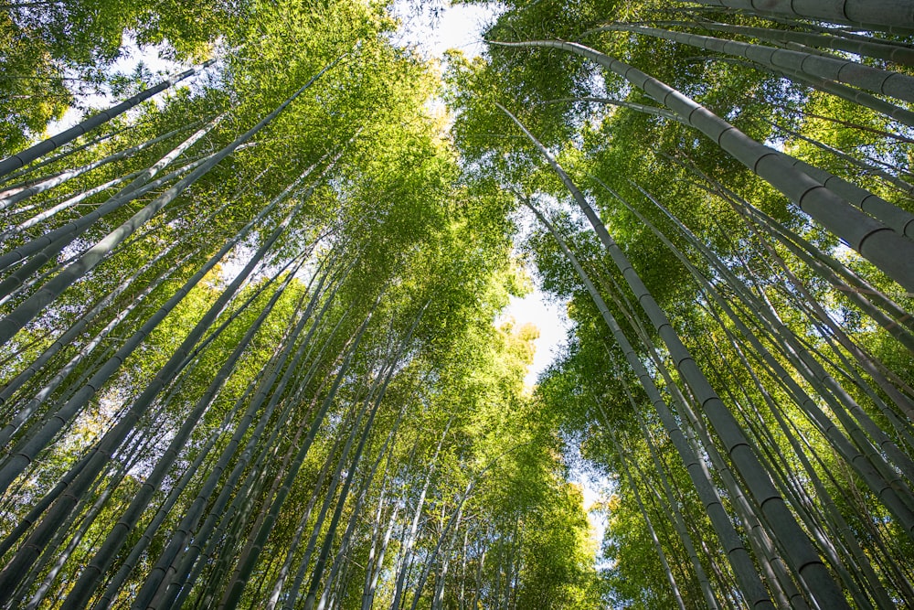 a group of tall bamboo trees in a forest