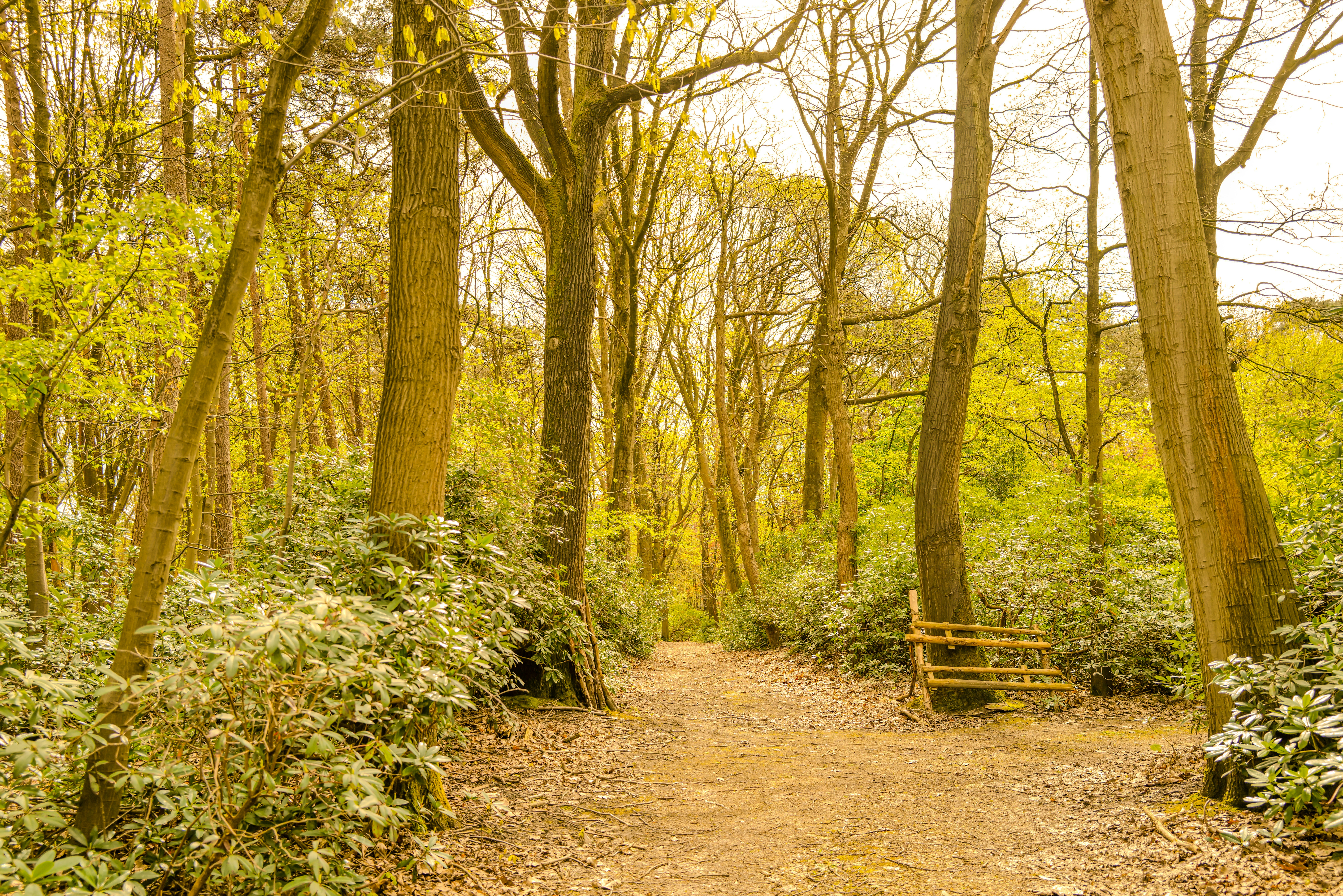ein Feldweg mitten im Wald