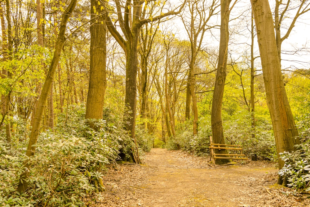 a dirt path in the middle of a forest