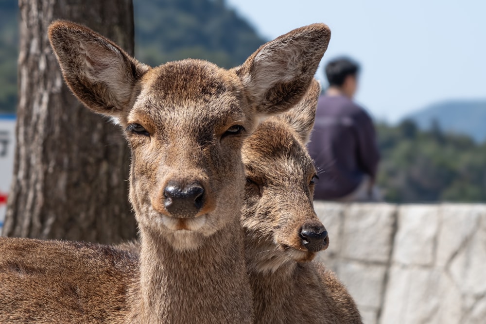 a couple of deer standing next to each other