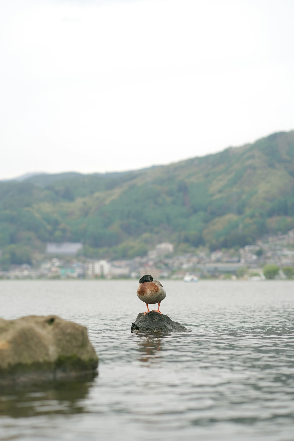un uccello seduto in cima a una roccia nell'acqua