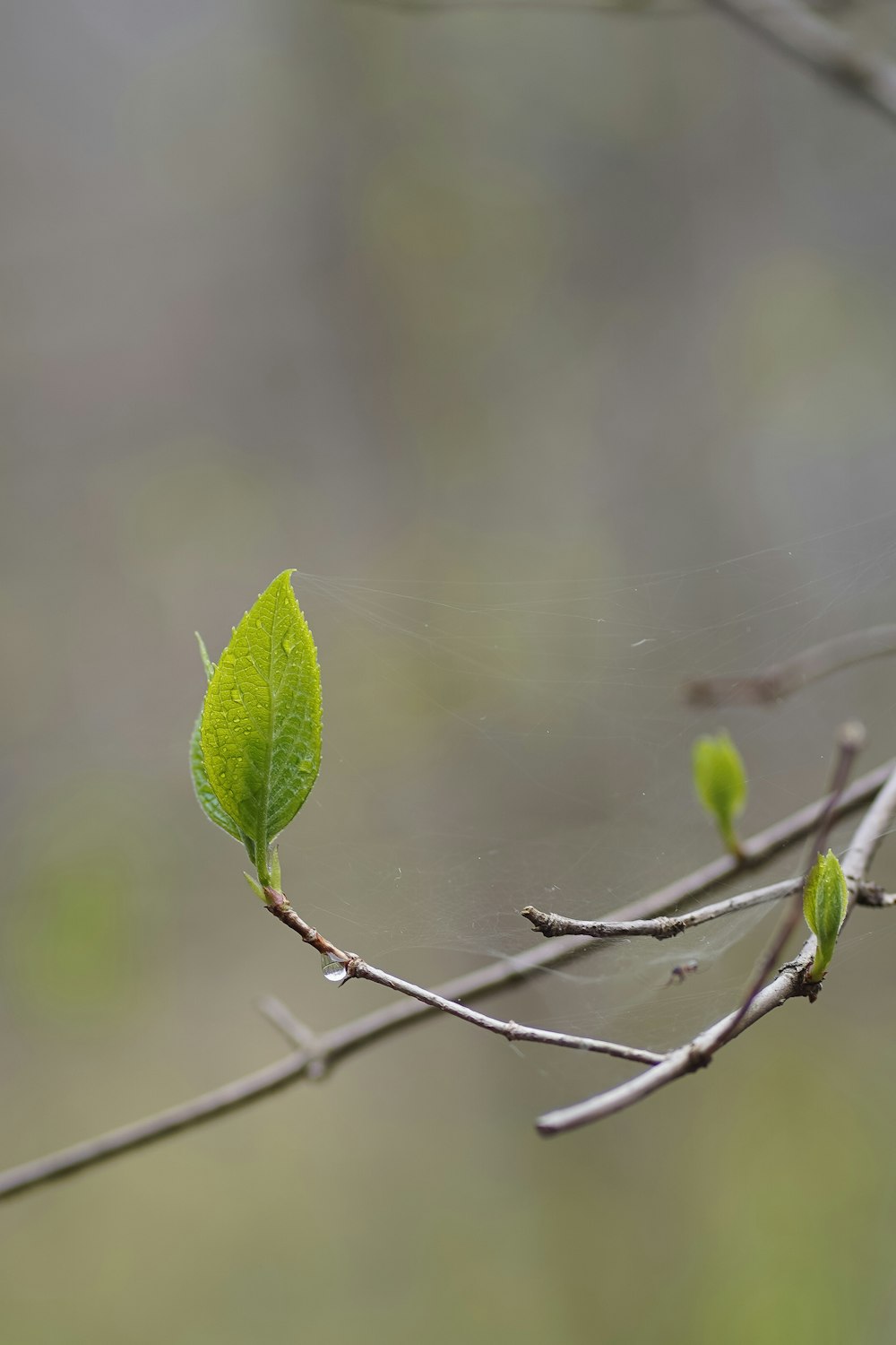 a branch with a green leaf on it