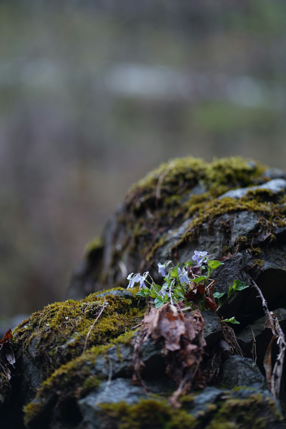 a close up of a rock with moss growing on it