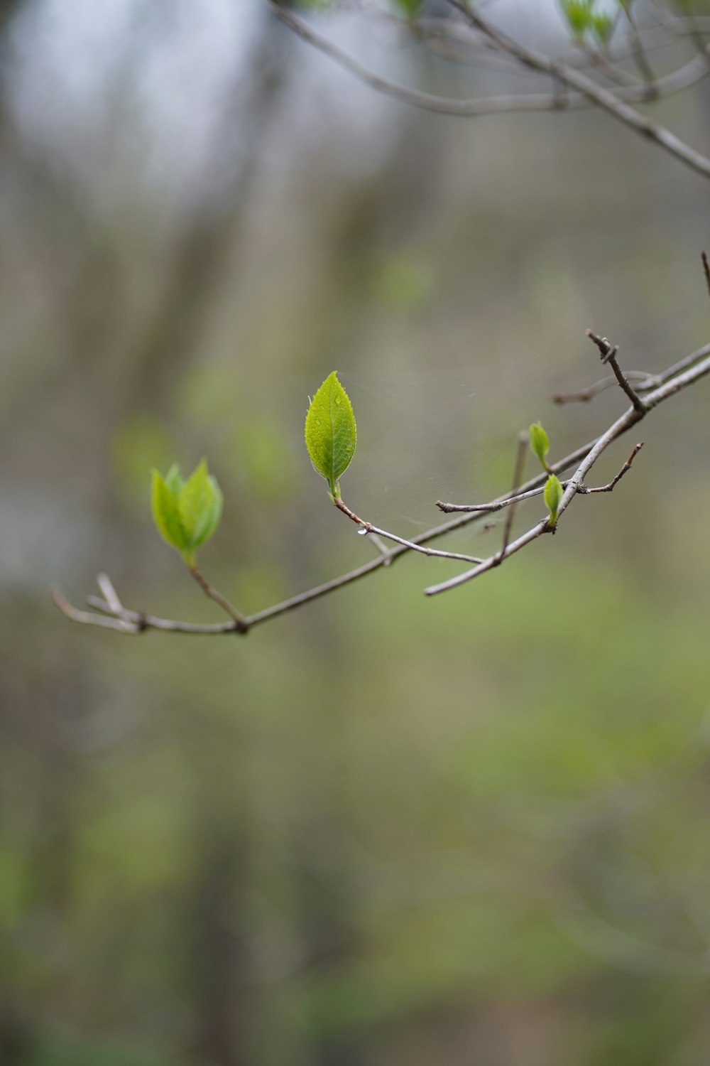 a branch with a green leaf on it