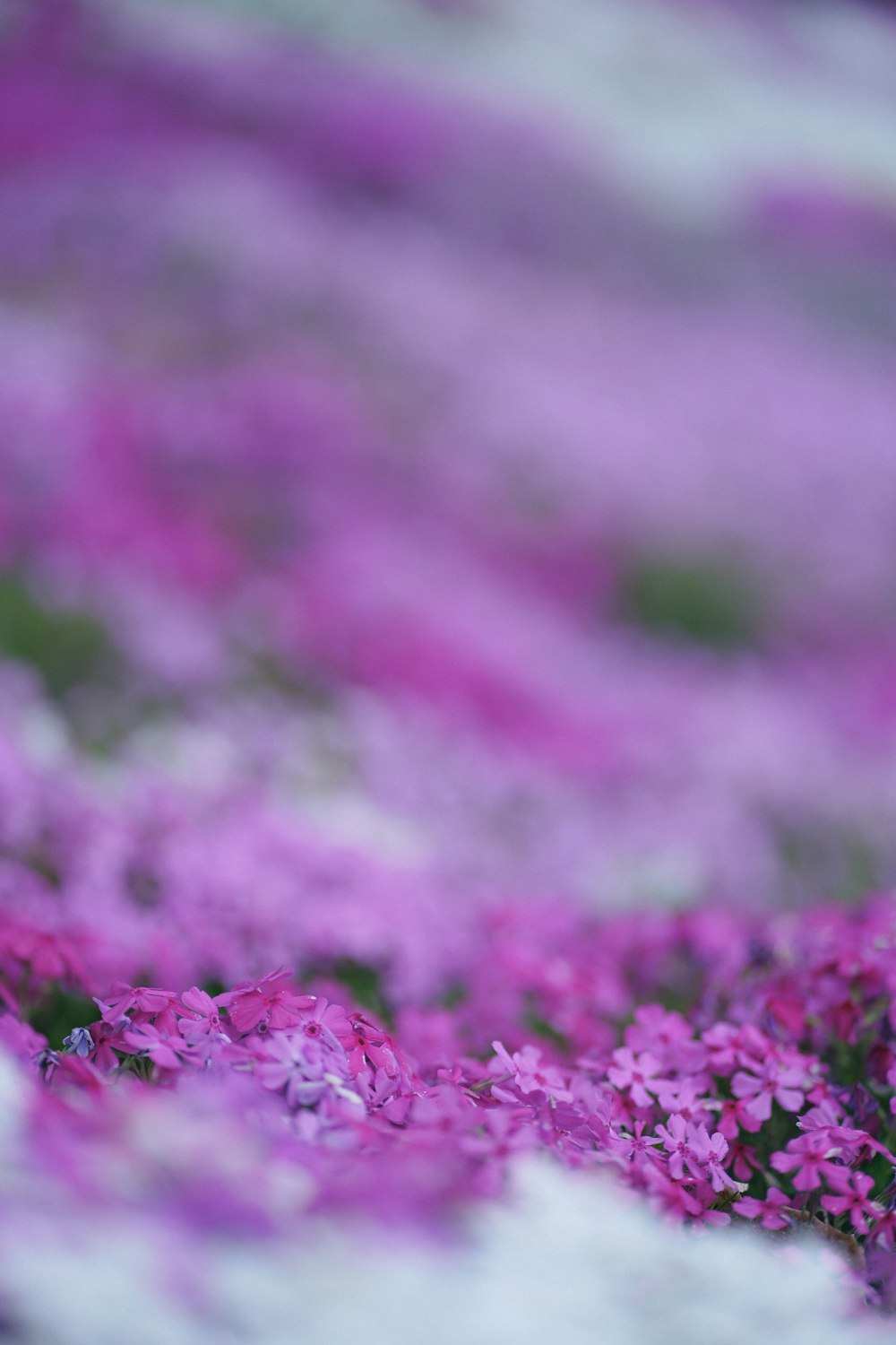 un bouquet de fleurs violettes dans un champ