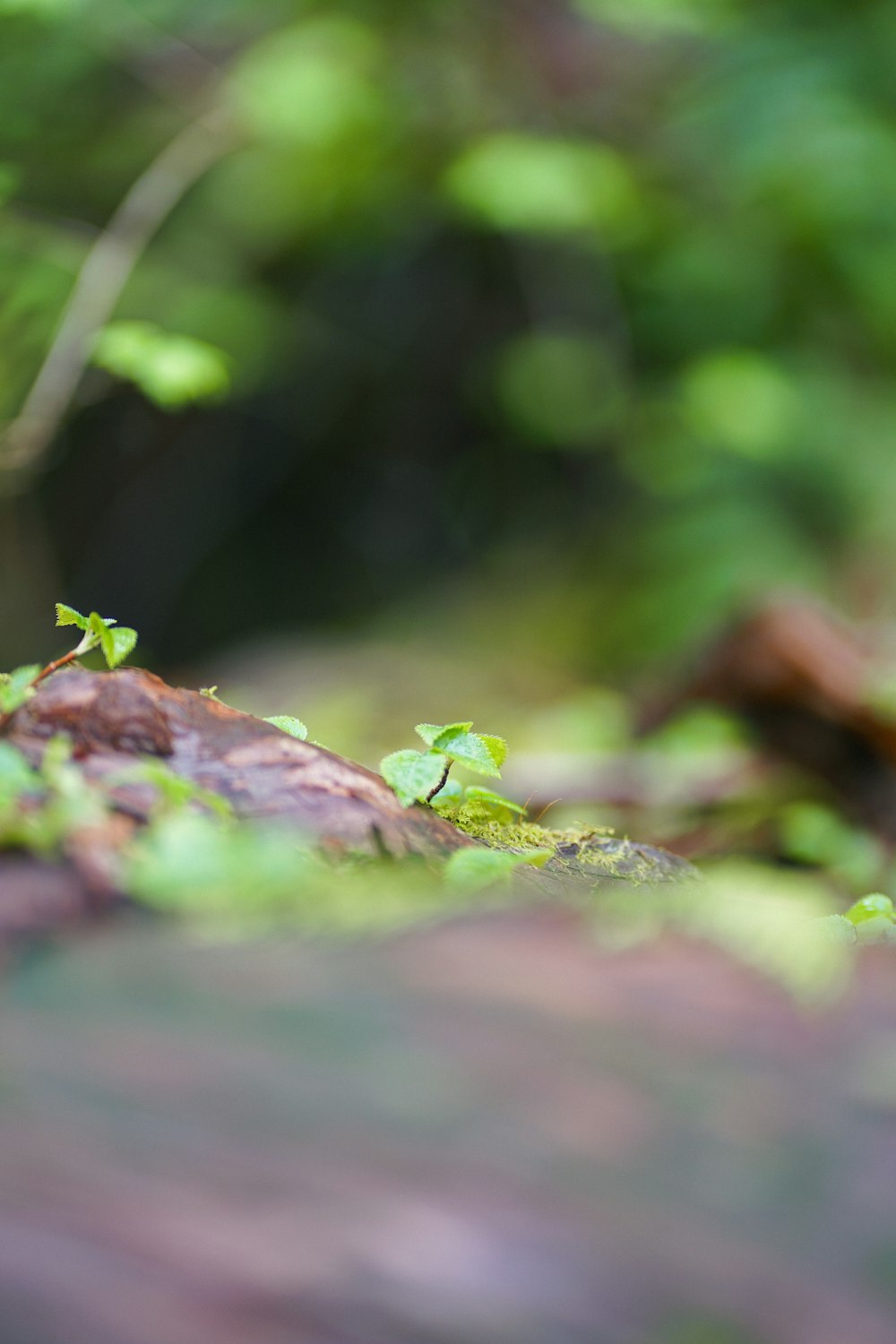 a close up of a green plant growing on a rock