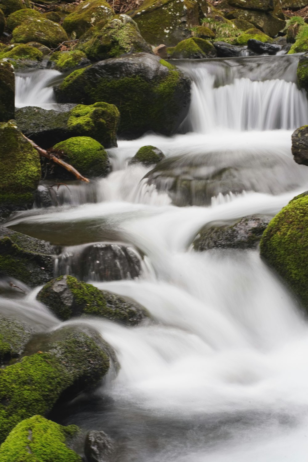 a stream of water running through a lush green forest