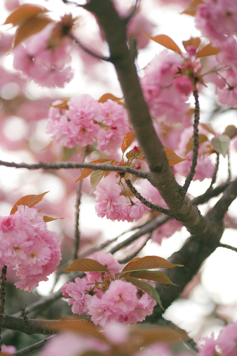 pink flowers are blooming on a tree branch