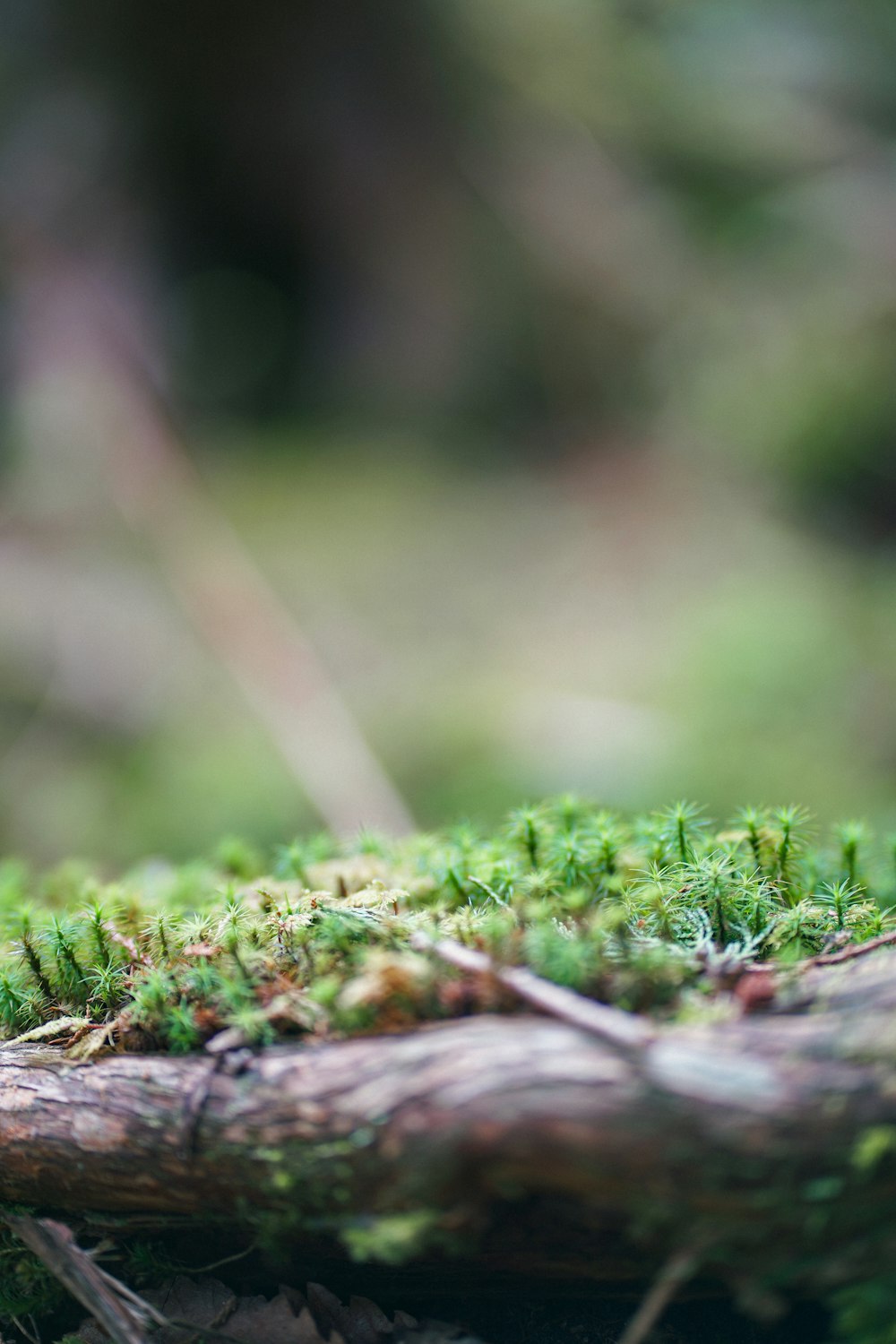 a close up of a branch with moss growing on it