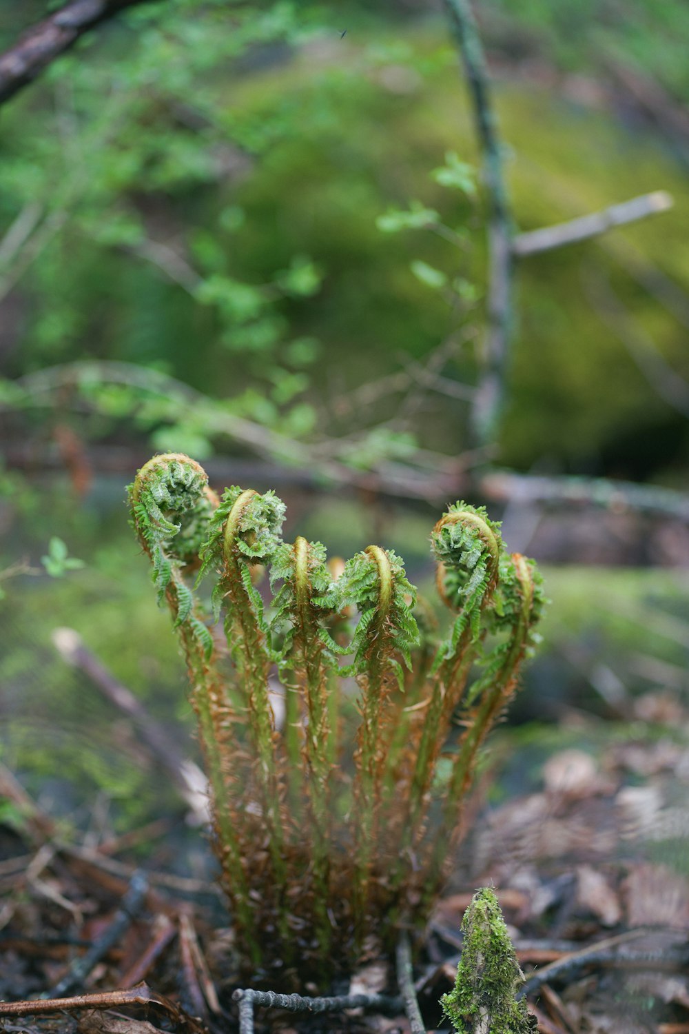 a close up of a plant in the dirt