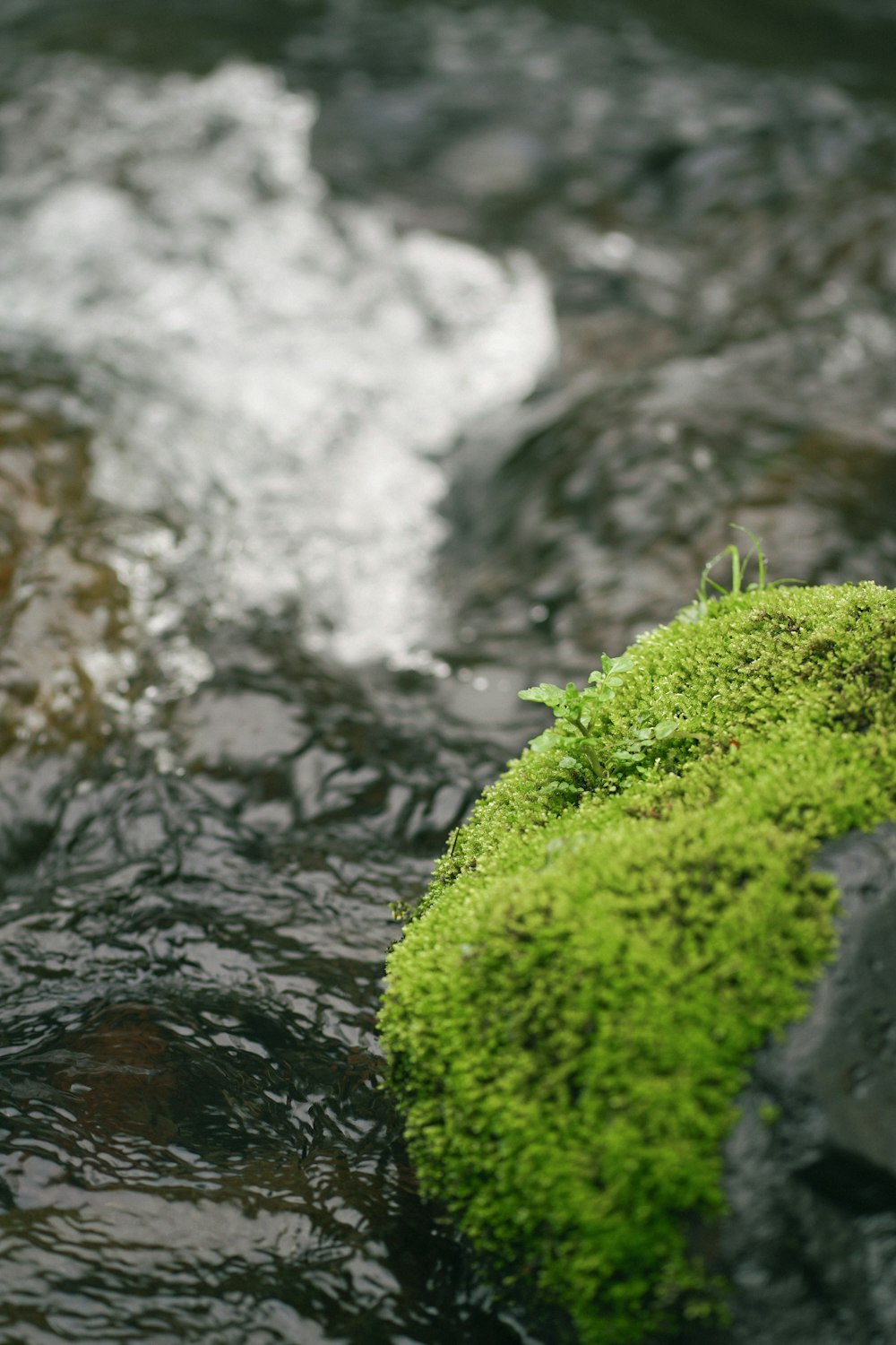 a moss covered rock in a stream of water