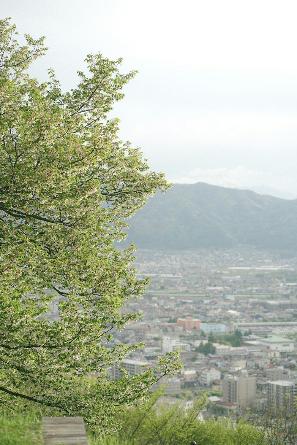 a bench sitting on top of a lush green hillside