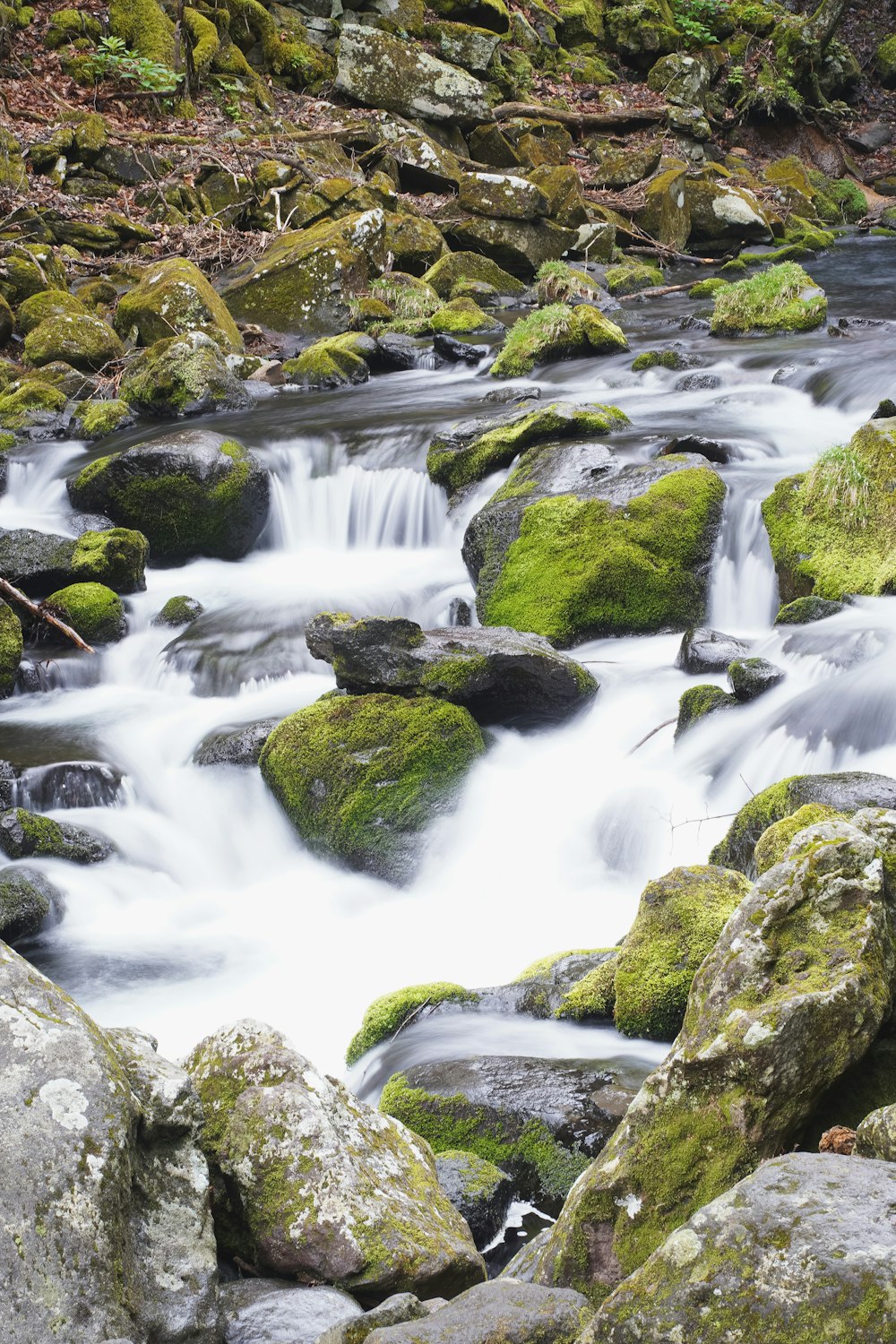 a stream running through a lush green forest