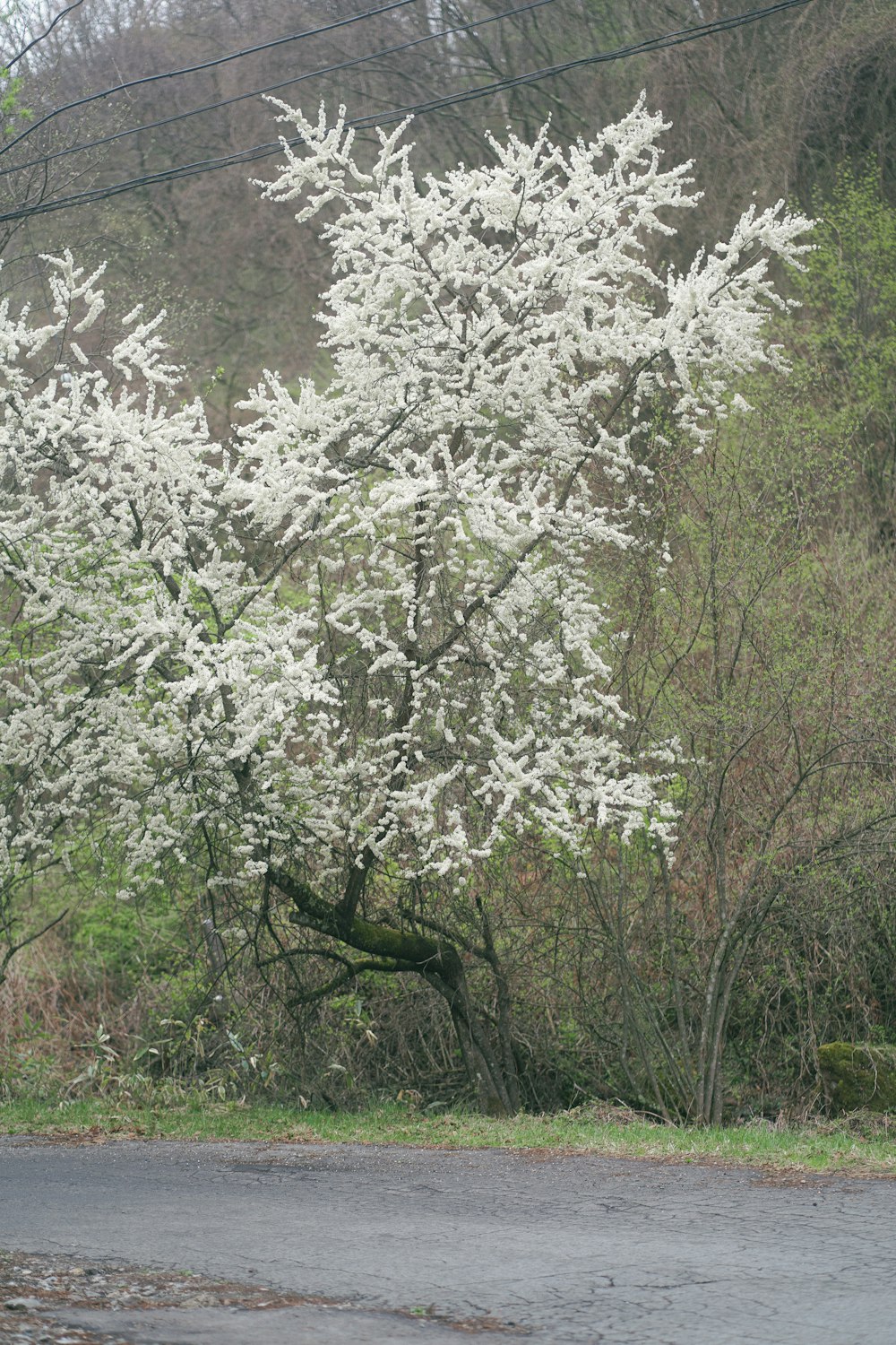 a tree with white flowers in the middle of a road