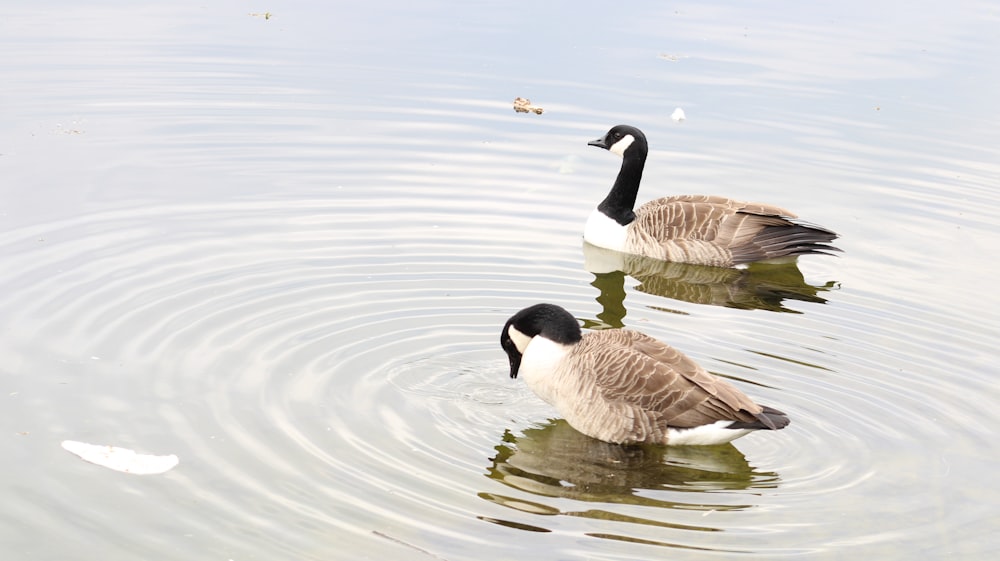two geese are swimming in the water together