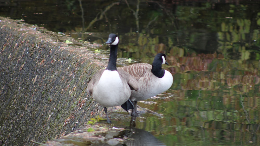 a couple of geese standing next to a body of water