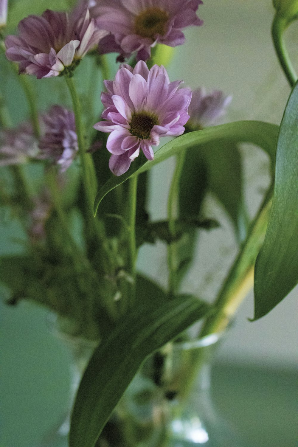 a vase filled with purple flowers on top of a table