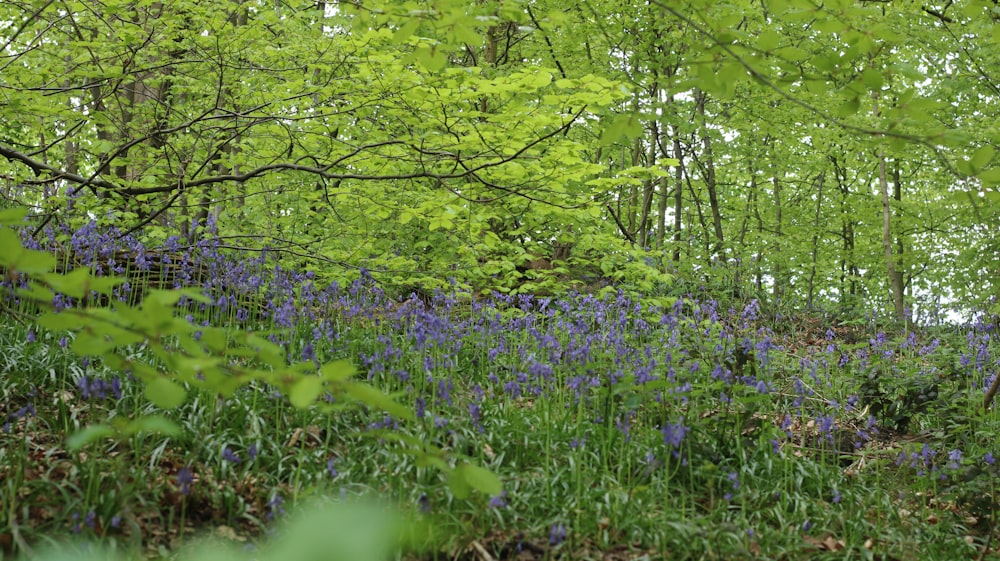 a forest filled with lots of purple flowers