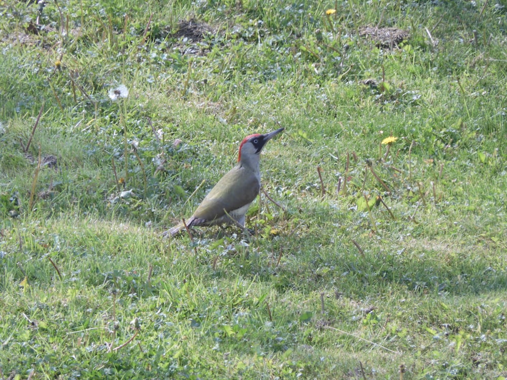 a bird standing in a field of grass