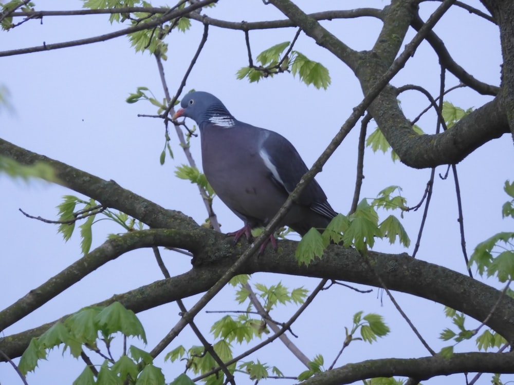 a pigeon perched on a branch of a tree