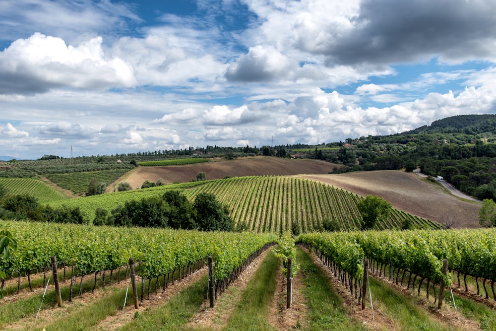 a lush green vineyard surrounded by lush green hills