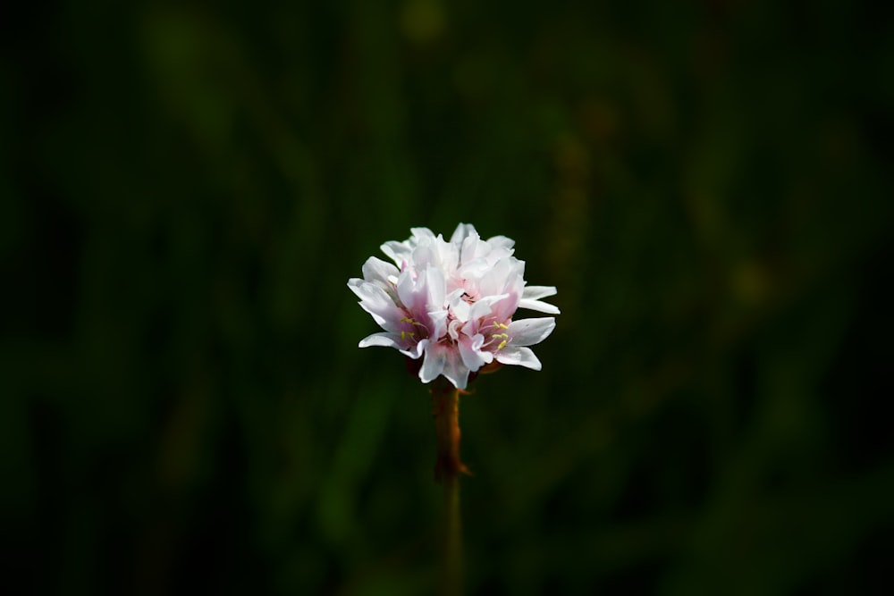 a white and pink flower with a green background