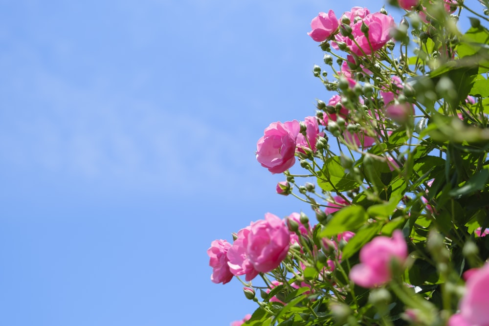 a bush of pink flowers against a blue sky