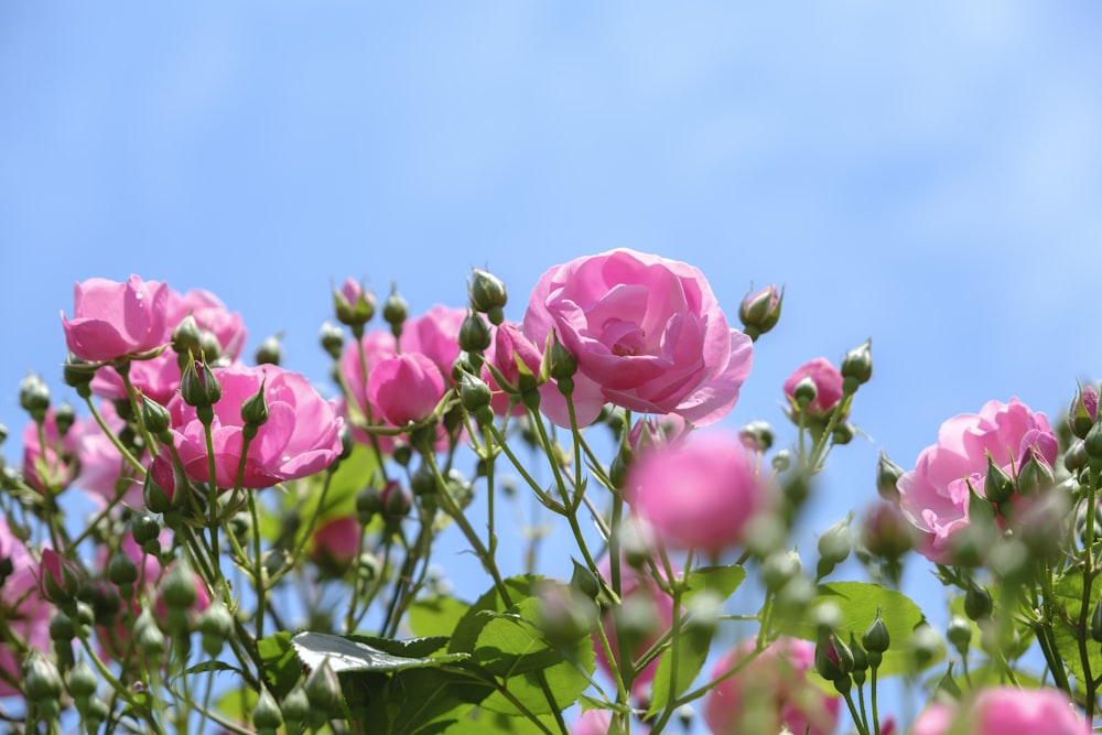 a bunch of pink flowers are blooming on a sunny day